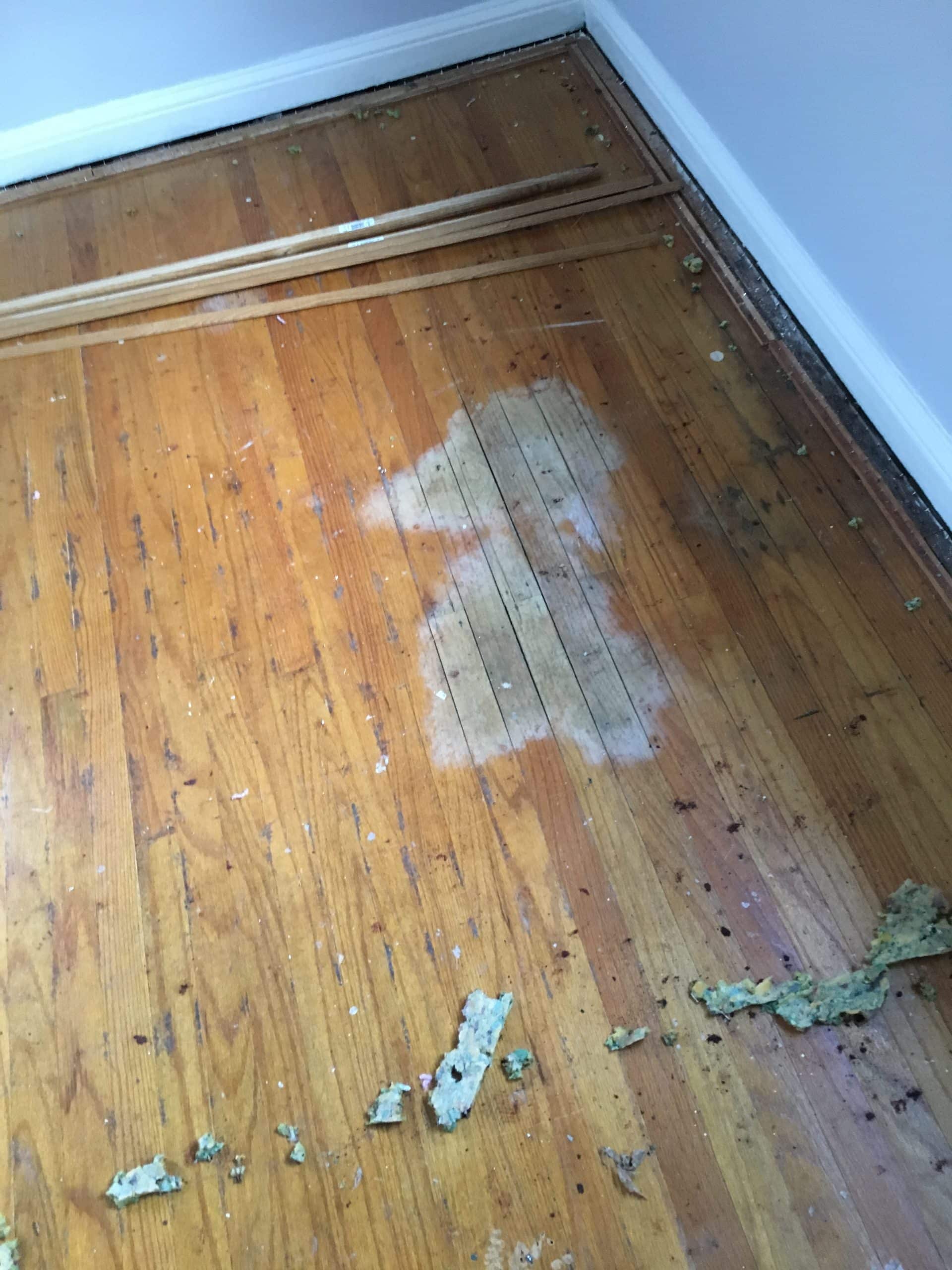 Gallery 4 Hardwood flooring mold